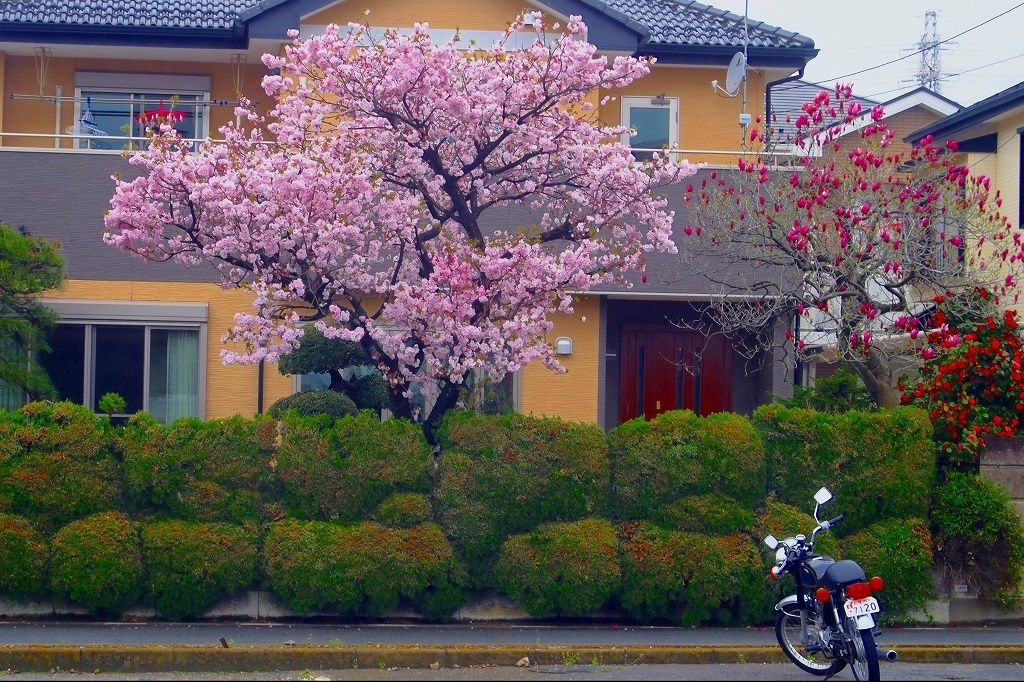 お庭の桜 日々徒然なるメッセージ